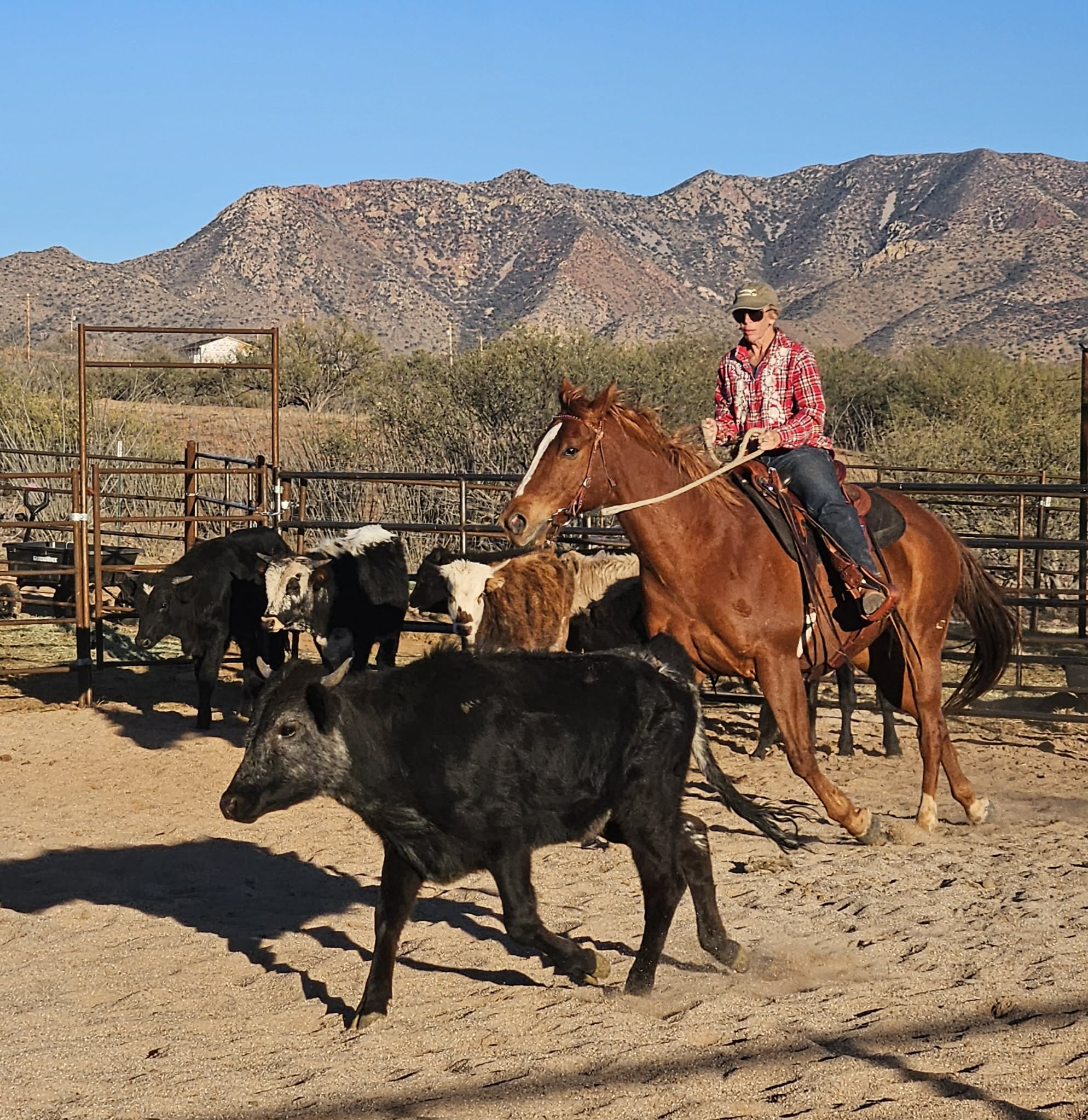 Cattle Sorting Practice - Triple HP Ranch